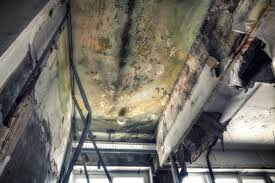 Best Forensic Mold Investigation  in Lowell, OR